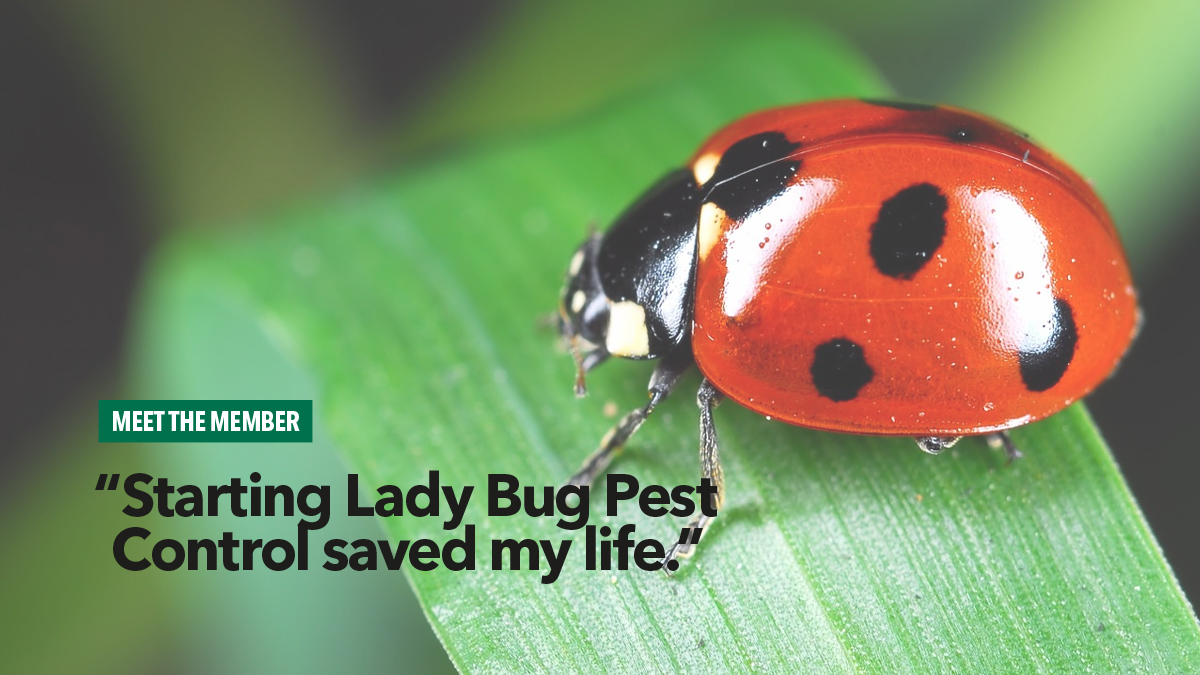 Ladybug Pest Control Ladybug Pest Control